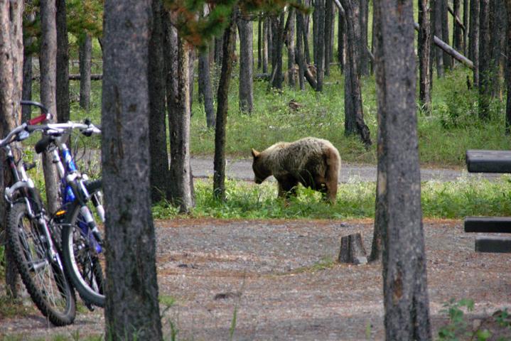 Und gegen Abend kommt der B&auml;r!
