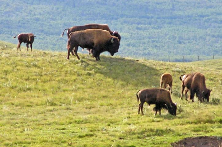 Selten gesehen: Bisonherde